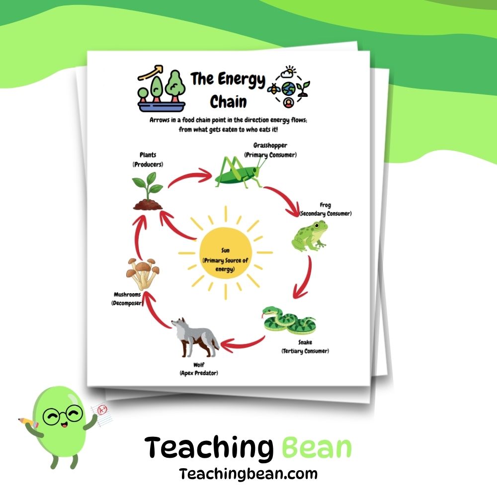 Ecosystems & Food Chains Unit